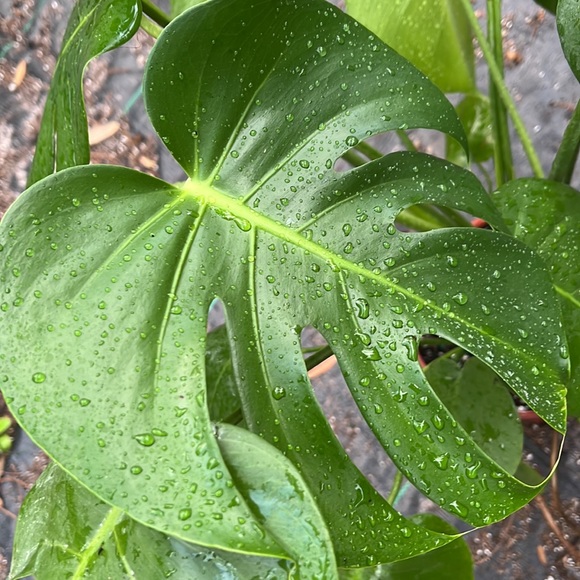 Beautiful Monstera- 1 gallon⭐️✅🪴💚 - Picture 3 of 5